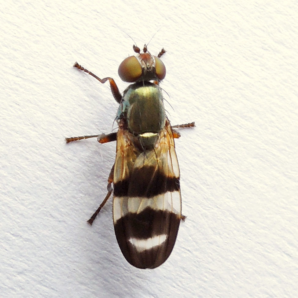 Chaetopsis massyla
