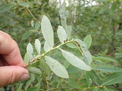 Salix kochiana