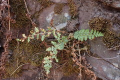 Anemia vestita