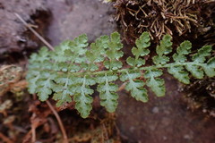 Anemia vestita