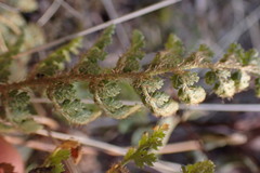 Anemia vestita