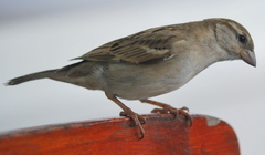 Passer domesticus indicus