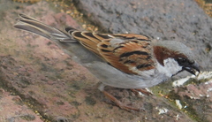 Passer domesticus indicus