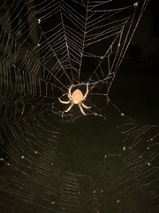 Eriophora ravilla