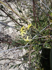 Lyperia lychnidea