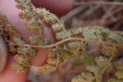 Anemia vestita