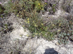 Lyperia lychnidea
