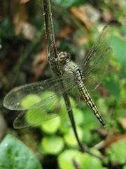 Neurothemis terminata