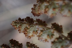 Anemia vestita