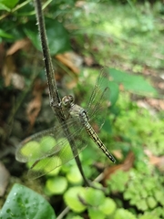 Neurothemis terminata