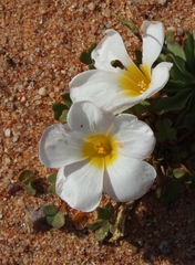 Oxalis annae