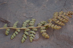 Anemia vestita