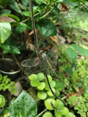 Neurothemis terminata