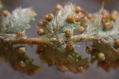 Anemia vestita