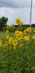 Silphium integrifolium laeve