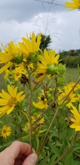 Silphium integrifolium laeve