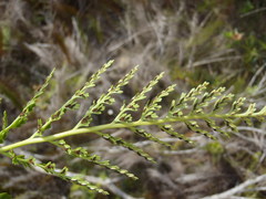 Asplenium adiantum-nigrum solidum