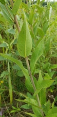 Silphium integrifolium laeve
