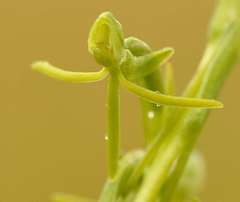 Habenaria filicornis