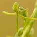 Finehorn Ghost Orchid - Photo (c) Andrew Hankey, some rights reserved (CC BY-SA), uploaded by Andrew Hankey