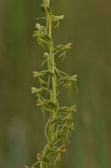 Habenaria filicornis