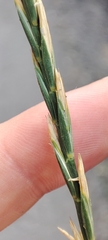 Elymus repens