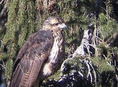 Buteogallus urubitinga