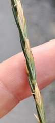 Elymus repens