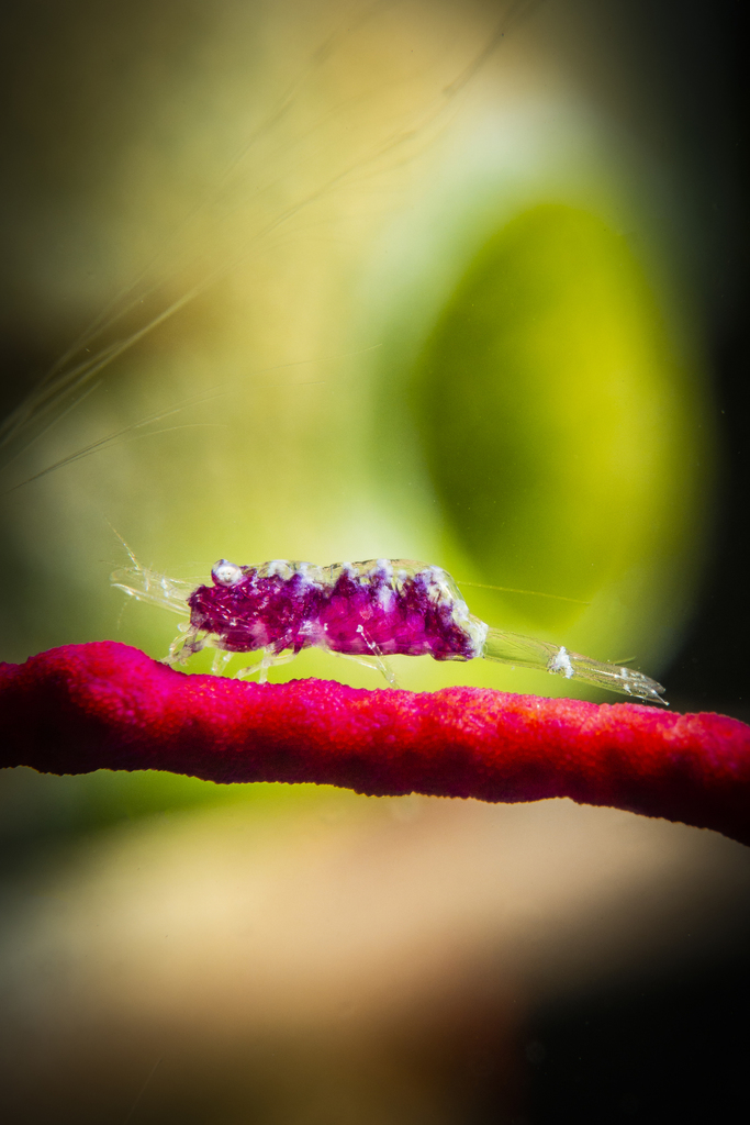 gorgonian shrimp