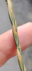 Elymus repens