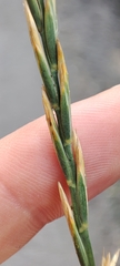 Elymus repens