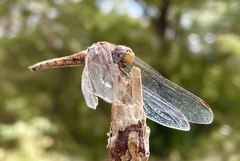 Trithemis arteriosa