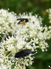 Sciara hemerobioides