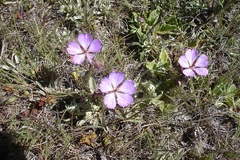 Geranium multisectum