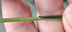 Elymus repens