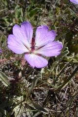 Geranium multisectum