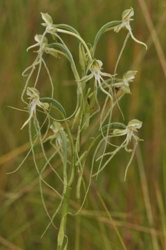 Wisp Ghost Orchid (Habenaria kraenzliniana)
