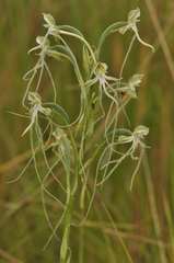 Habenaria kraenzliniana