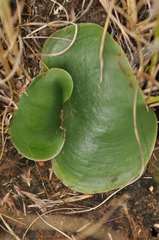 Habenaria kraenzliniana