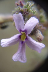 Jamesbrittenia pristisepala