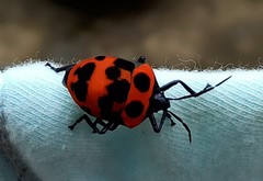 Poecilocoris nepalensis