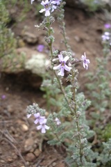 Jamesbrittenia pristisepala