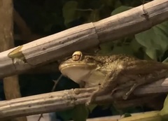 Osteopilus septentrionalis