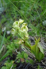 Pterygodium leucanthum