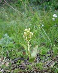Pterygodium leucanthum