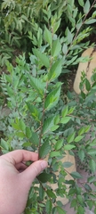 Ulmus pumila