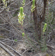 Hebenstretia integrifolia