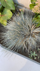 Aciphylla squarrosa