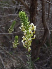 Hebenstretia integrifolia