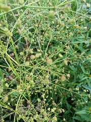 Alisma plantago-aquatica